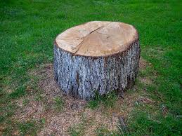 Trusted Fyffe, AL Tree Care Experts