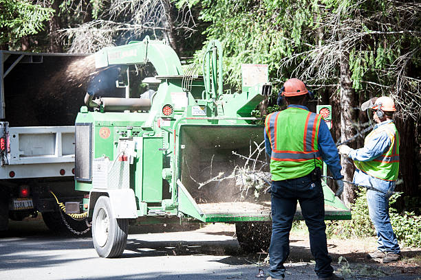 How Our Tree Care Process Works  in  Fyffe, AL